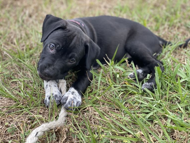 Twilight, an American Pit Bull Terrier and American Staffordshire Terrier mix tested with EmbarkVet.com