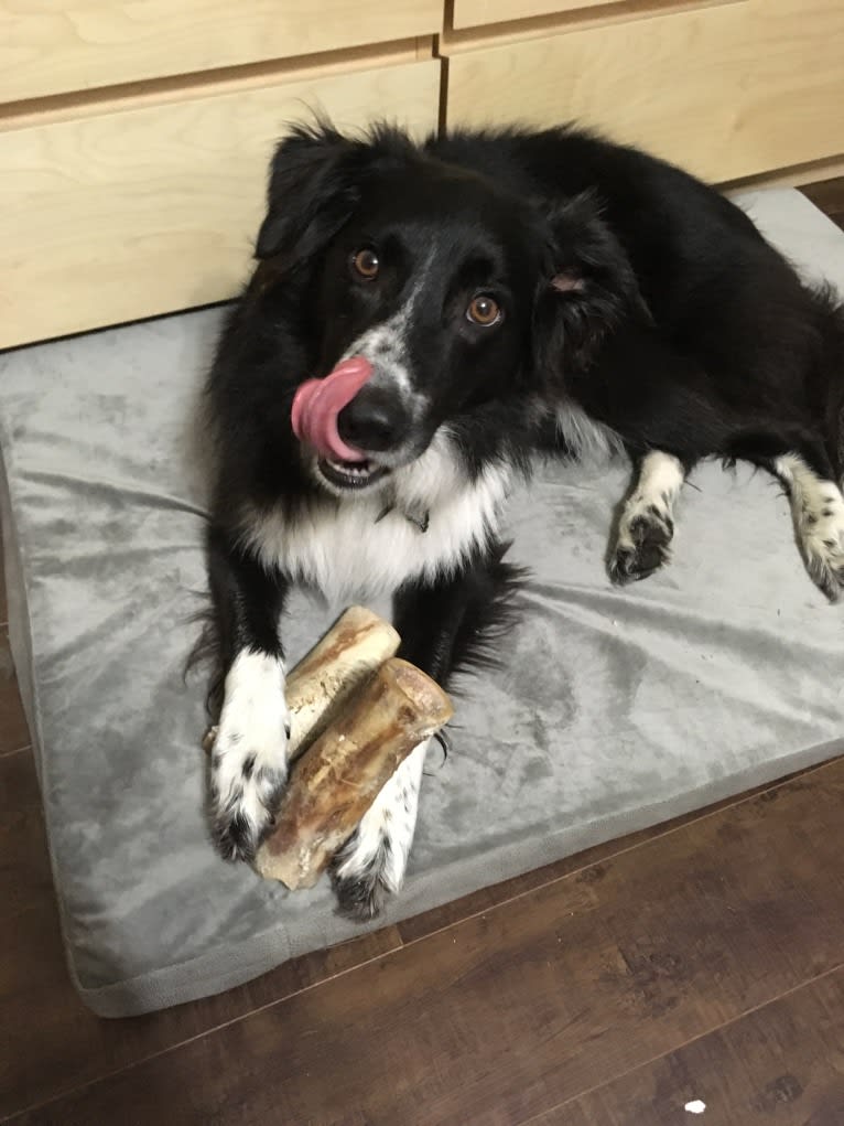 Rollo, a Border Collie and Australian Shepherd mix tested with EmbarkVet.com
