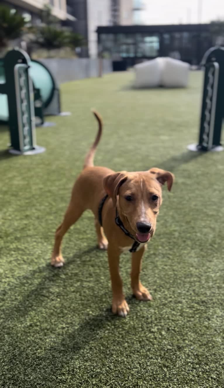 Laszlo, an Australian Cattle Dog and American Pit Bull Terrier mix tested with EmbarkVet.com