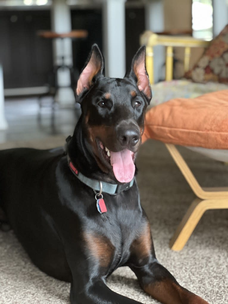 Citali Agir Di Liguori, a Doberman Pinscher tested with EmbarkVet.com