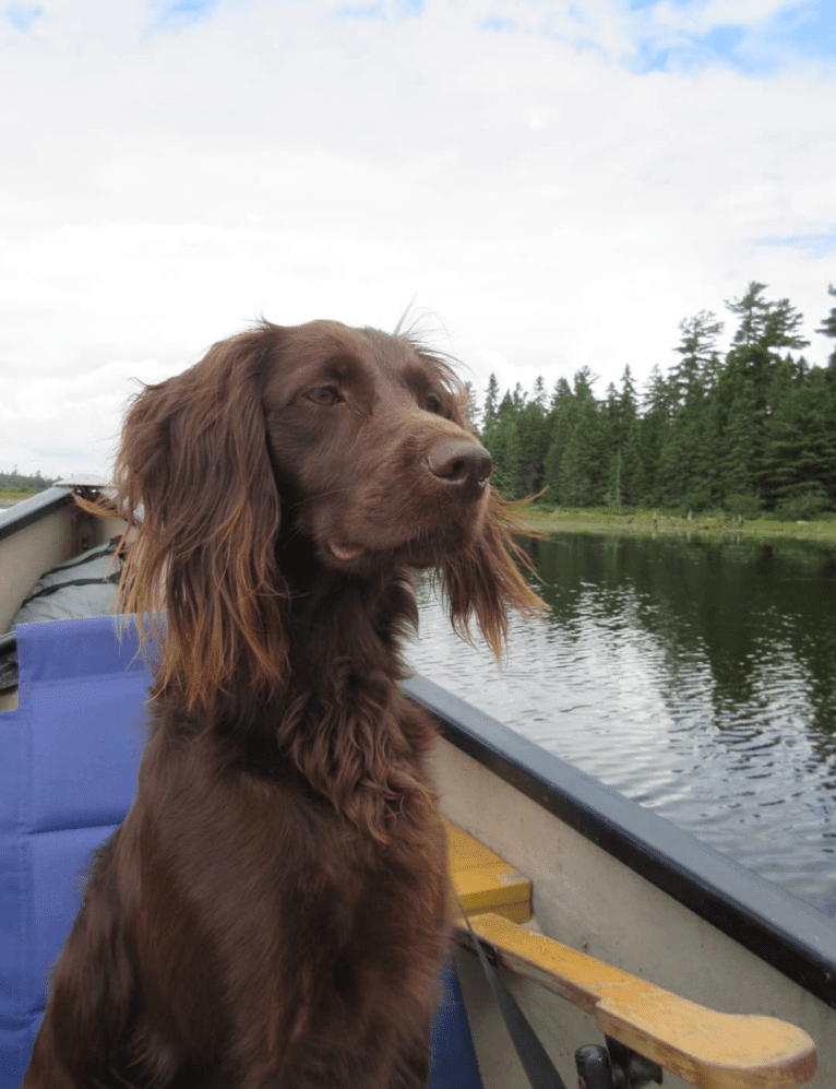 Luna, a Boykin Spaniel and Golden Retriever mix tested with EmbarkVet.com