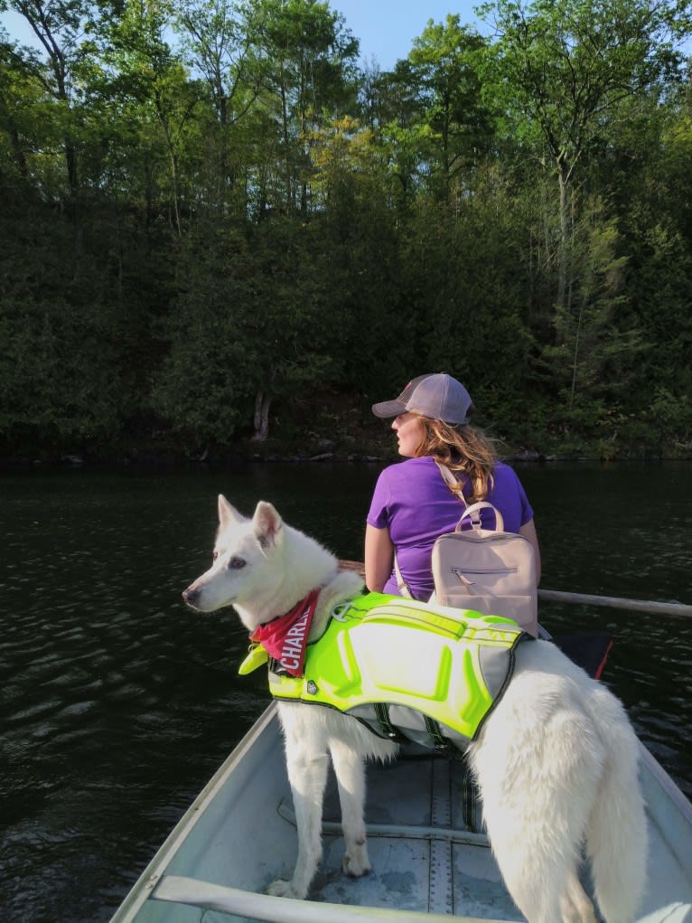 Charlie, an Alaskan-type Husky tested with EmbarkVet.com