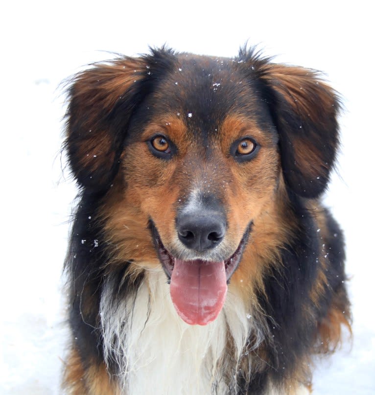 Burley, an English Shepherd tested with EmbarkVet.com