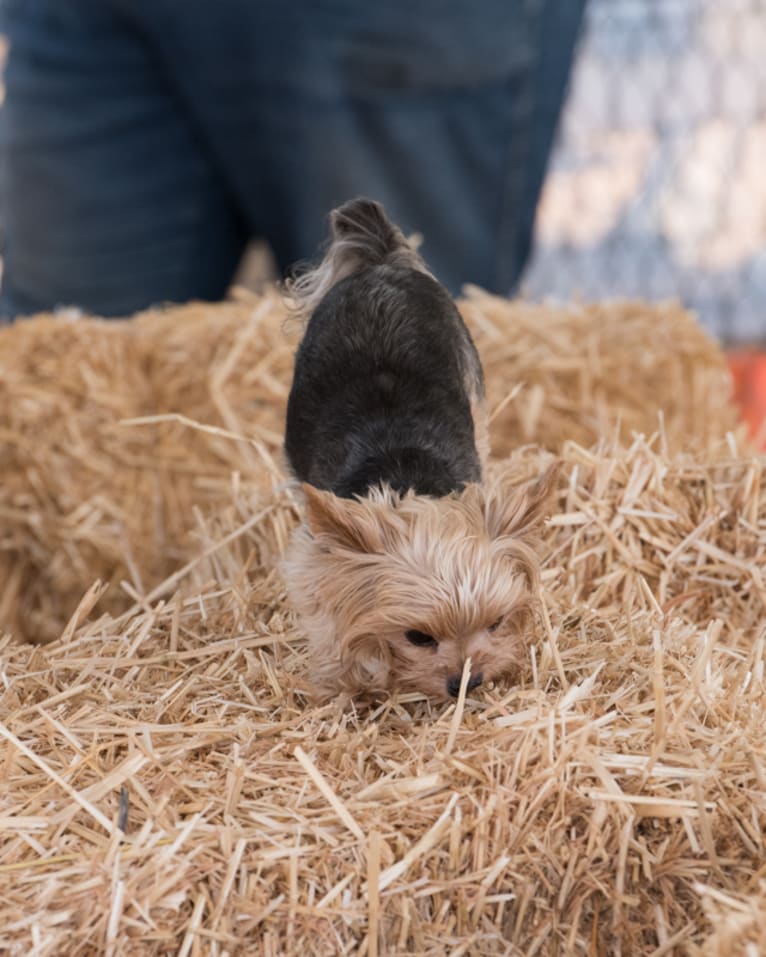 Bea, a Yorkshire Terrier tested with EmbarkVet.com