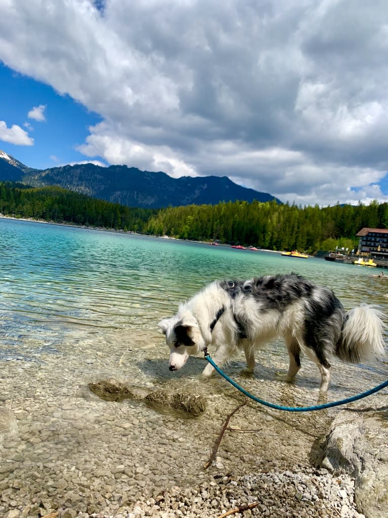 Rocky, a Border Collie tested with EmbarkVet.com