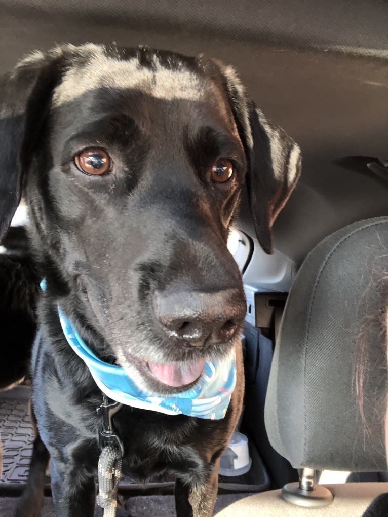 Bear, a German Shorthaired Pointer and Australian Cattle Dog mix tested with EmbarkVet.com