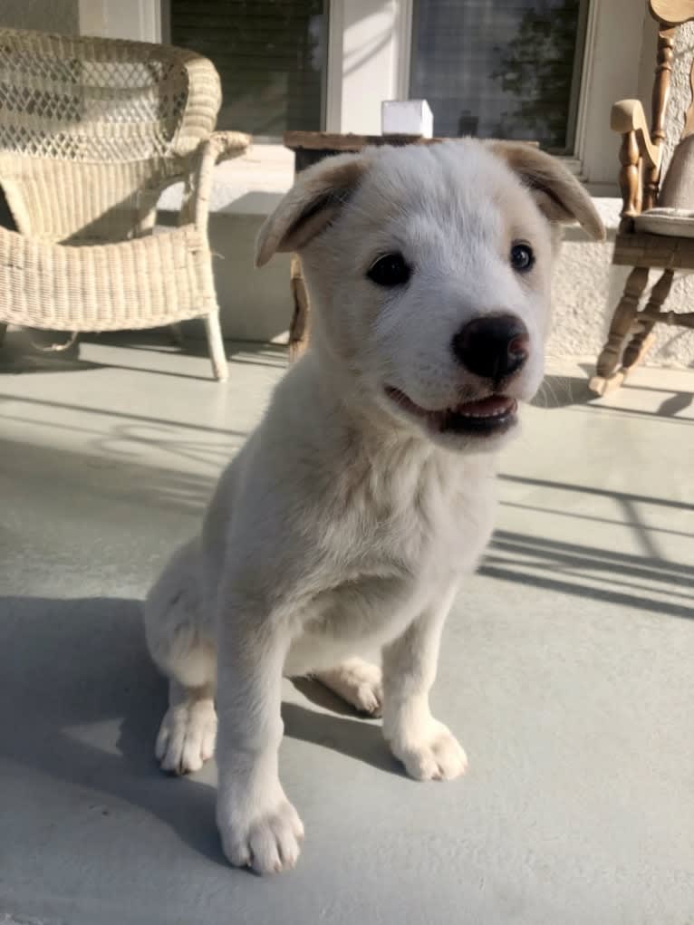 Kiva, a Border Collie and Australian Cattle Dog mix tested with EmbarkVet.com