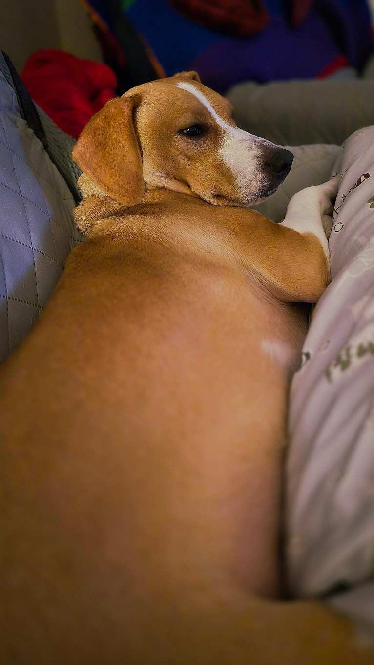 Stella, a Rat Terrier and Mountain Cur mix tested with EmbarkVet.com
