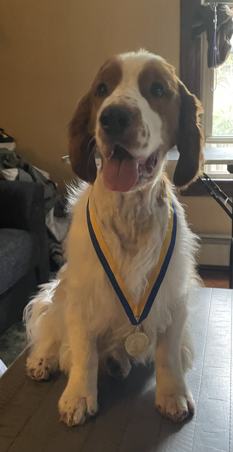 Romeo, a Welsh Springer Spaniel tested with EmbarkVet.com