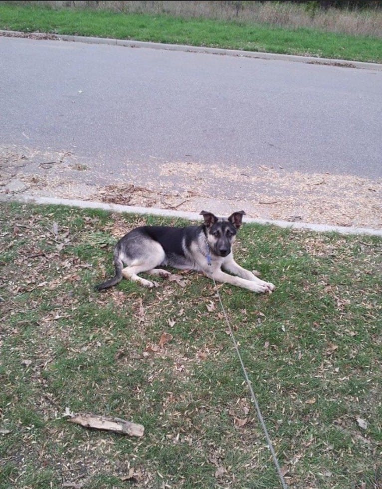 Tiko, a German Shepherd Dog and Perro de Presa Canario mix tested with EmbarkVet.com