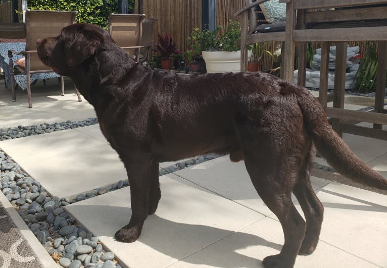 Sir Duke of Legends, a Labrador Retriever tested with EmbarkVet.com