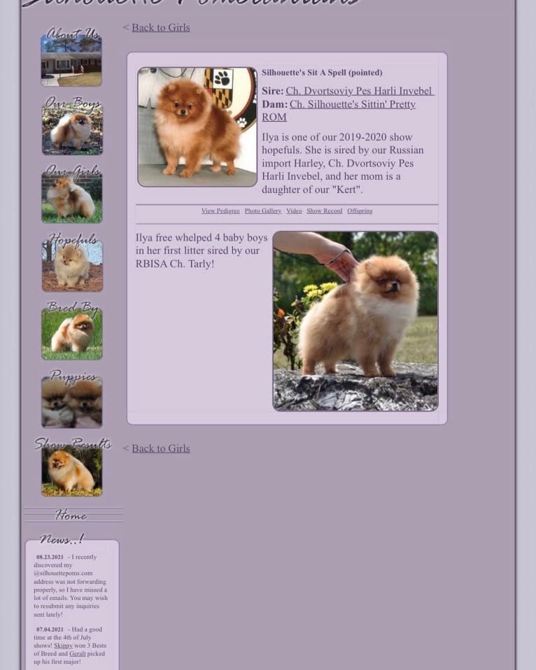 Santino, a Pomeranian tested with EmbarkVet.com