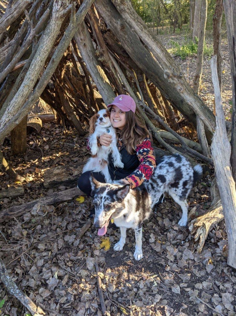 Carmen, a Collie and Siberian Husky mix tested with EmbarkVet.com