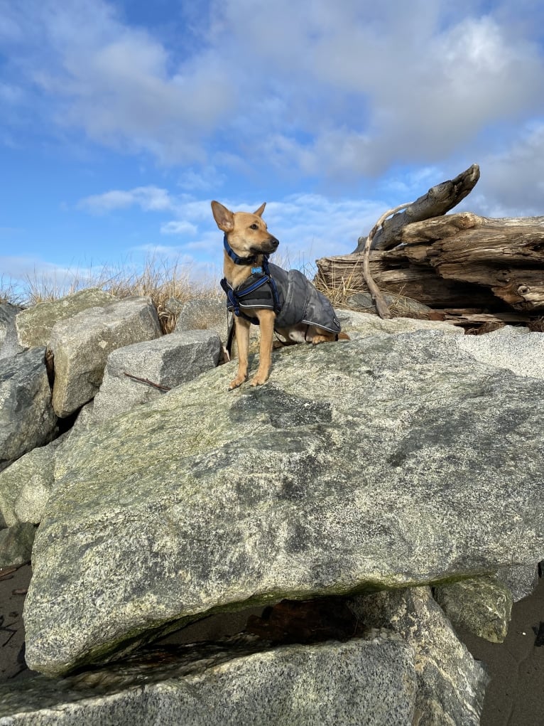 Oliver, a Formosan Mountain Dog tested with EmbarkVet.com