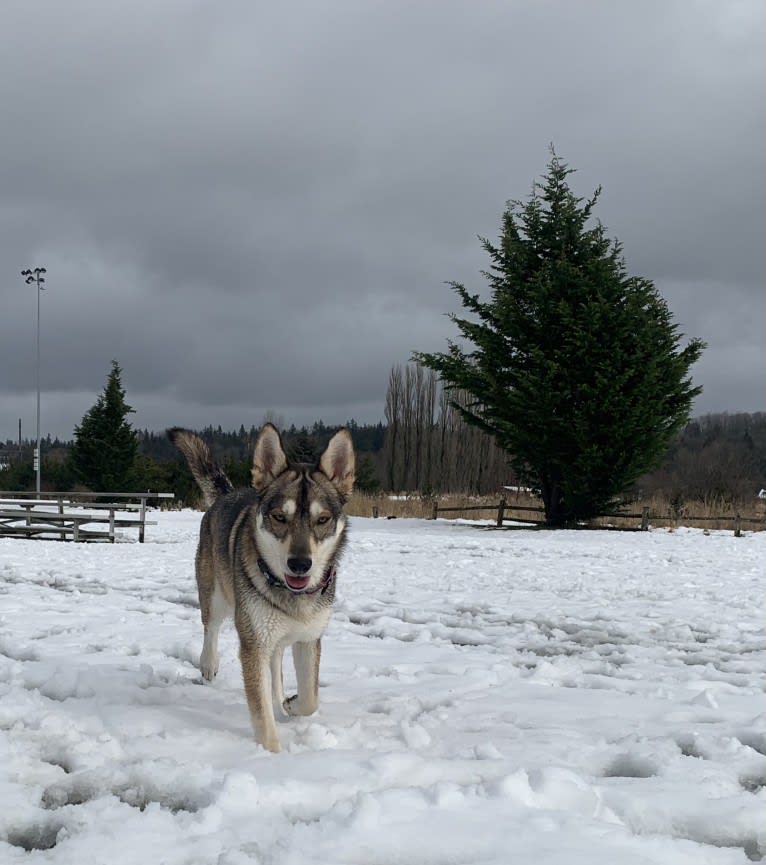 Pepper, a Siberian Husky and Alaskan Malamute mix tested with EmbarkVet.com