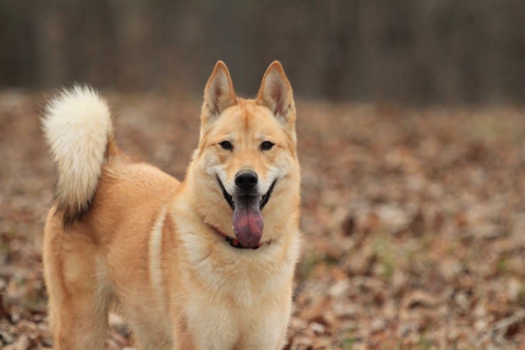 Tigger, a German Shepherd Dog and Chow Chow mix tested with EmbarkVet.com