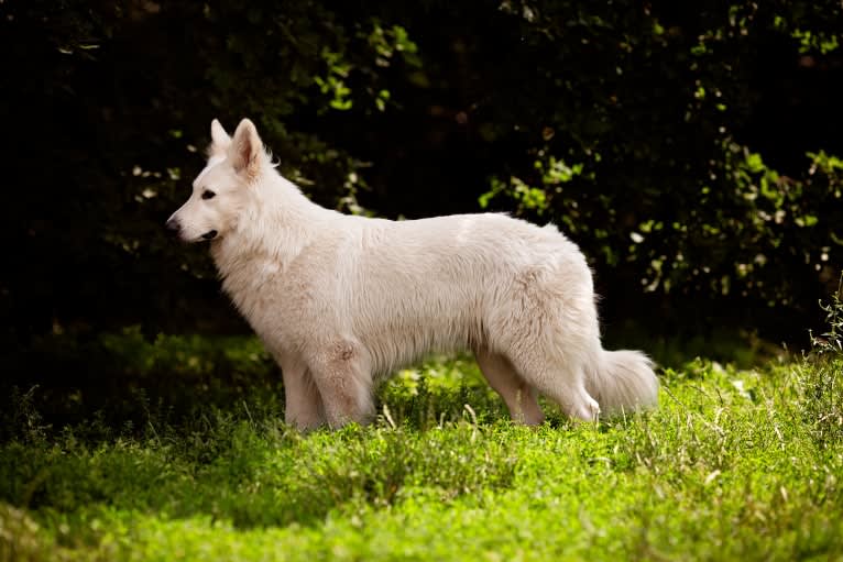 Thor, a White Shepherd tested with EmbarkVet.com
