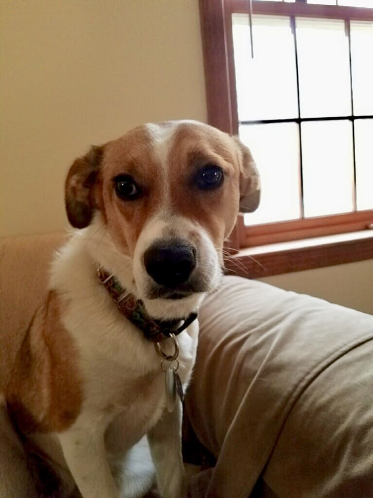 Mabel, an Australian Cattle Dog and Chow Chow mix tested with EmbarkVet.com