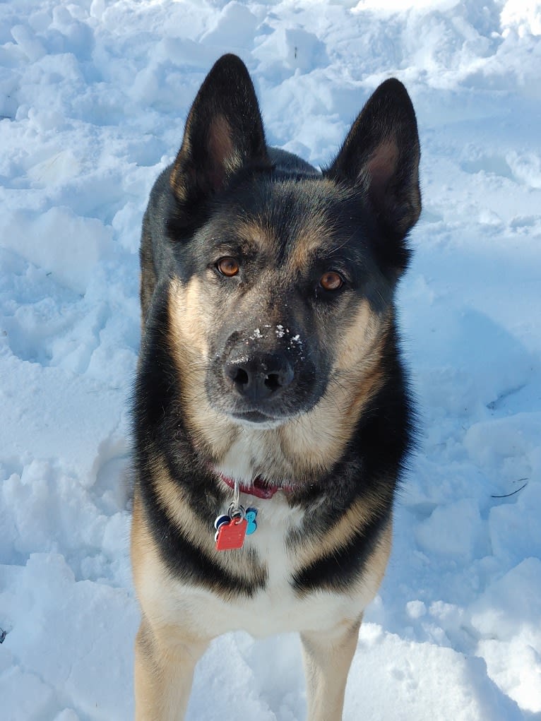 Percy, a German Shepherd Dog and Siberian Husky mix tested with EmbarkVet.com