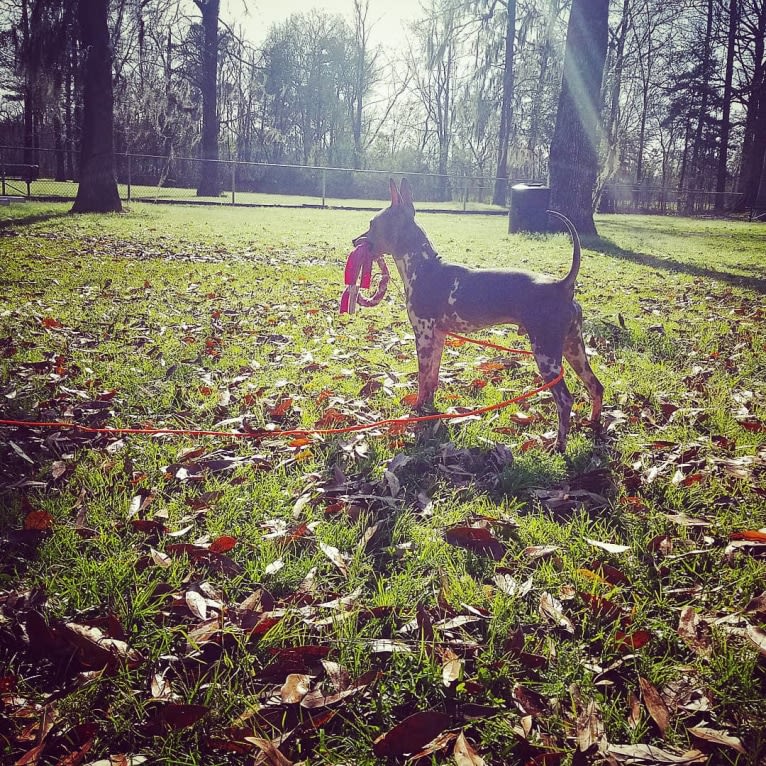 Netflix, an American Hairless Terrier tested with EmbarkVet.com