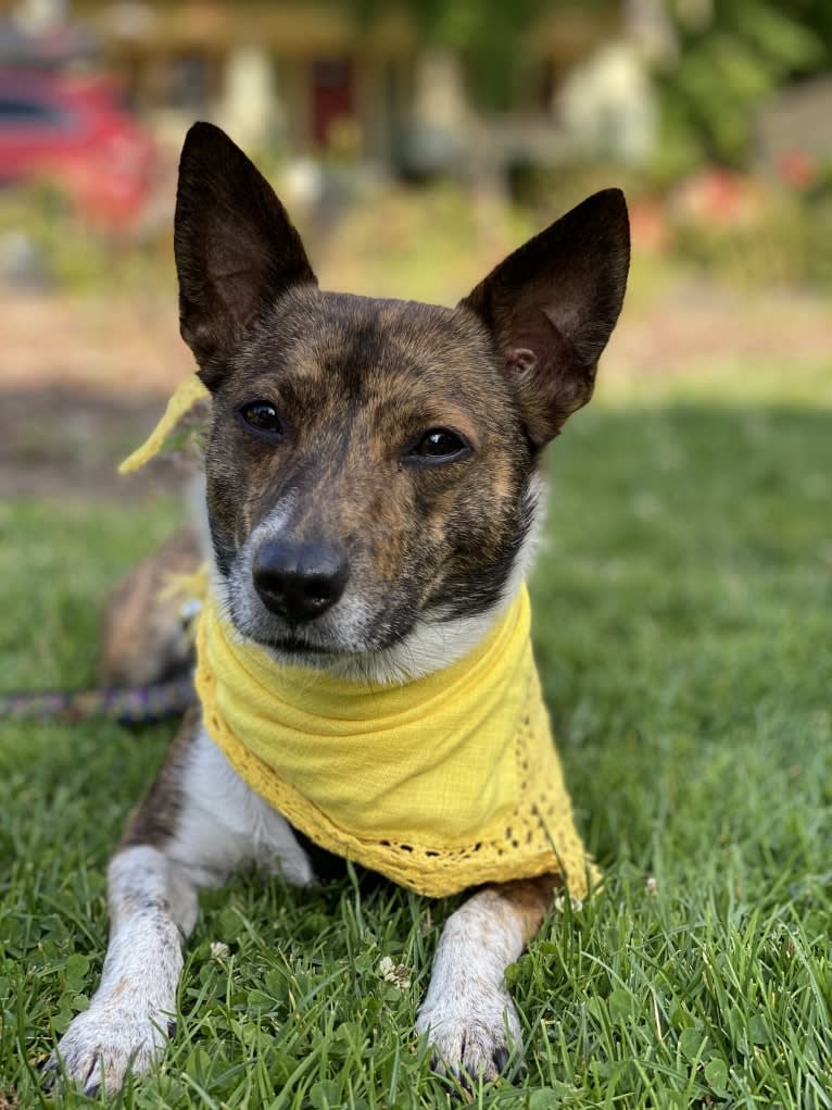 Mudge, a Chihuahua and Australian Cattle Dog mix tested with EmbarkVet.com