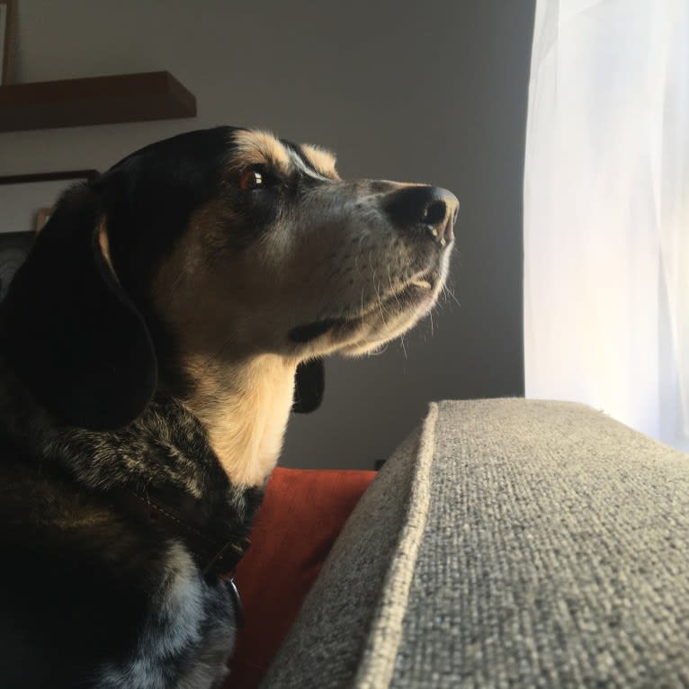 Milo, a Basset Hound and Beagle mix tested with EmbarkVet.com