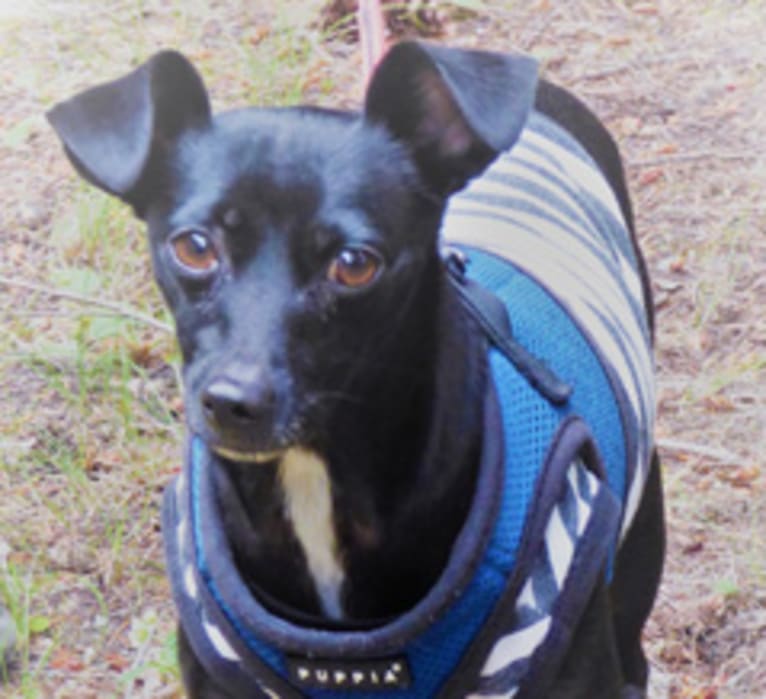 Max, a Chihuahua and Poodle (Small) mix tested with EmbarkVet.com