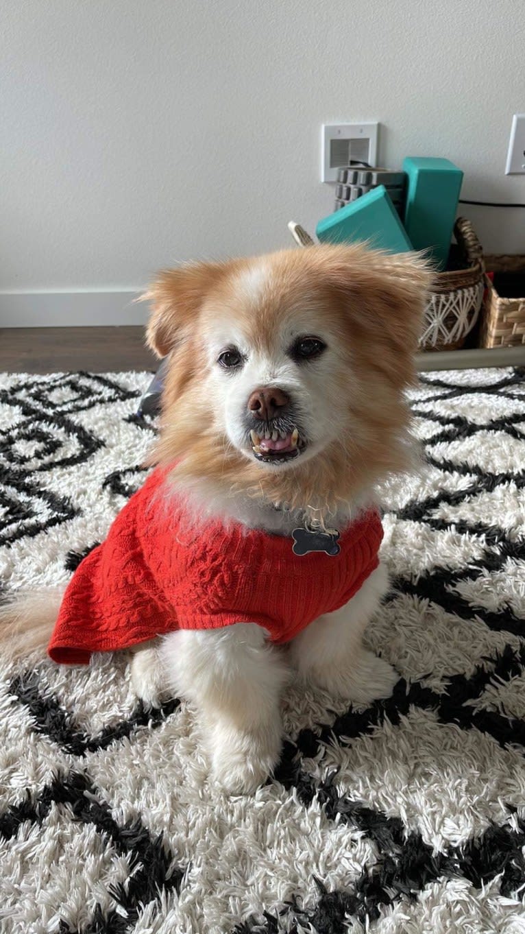 Macchiato, a Pekingese and Chihuahua mix tested with EmbarkVet.com