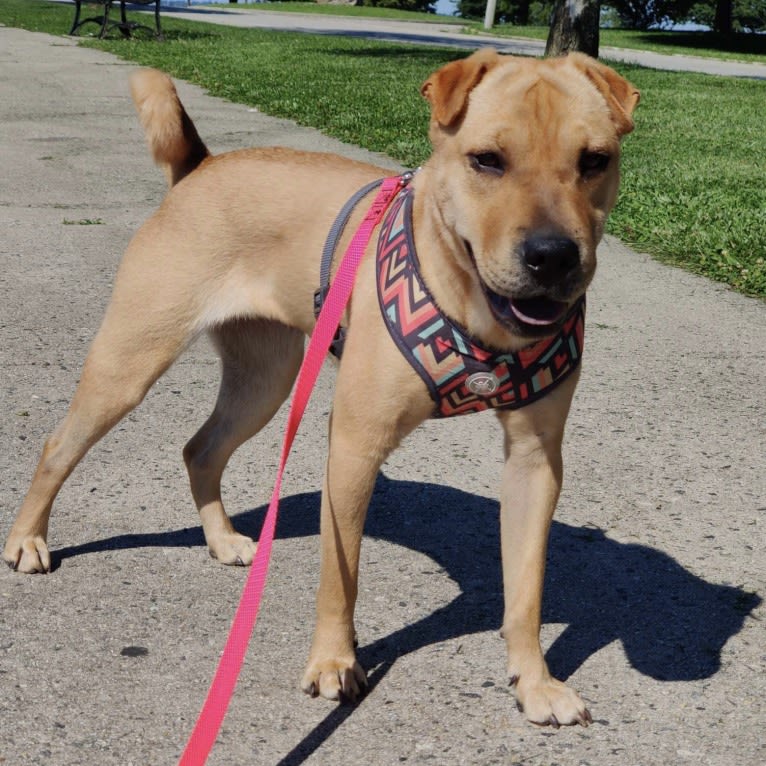 Luna, a Chinese Shar-Pei and Pug mix tested with EmbarkVet.com