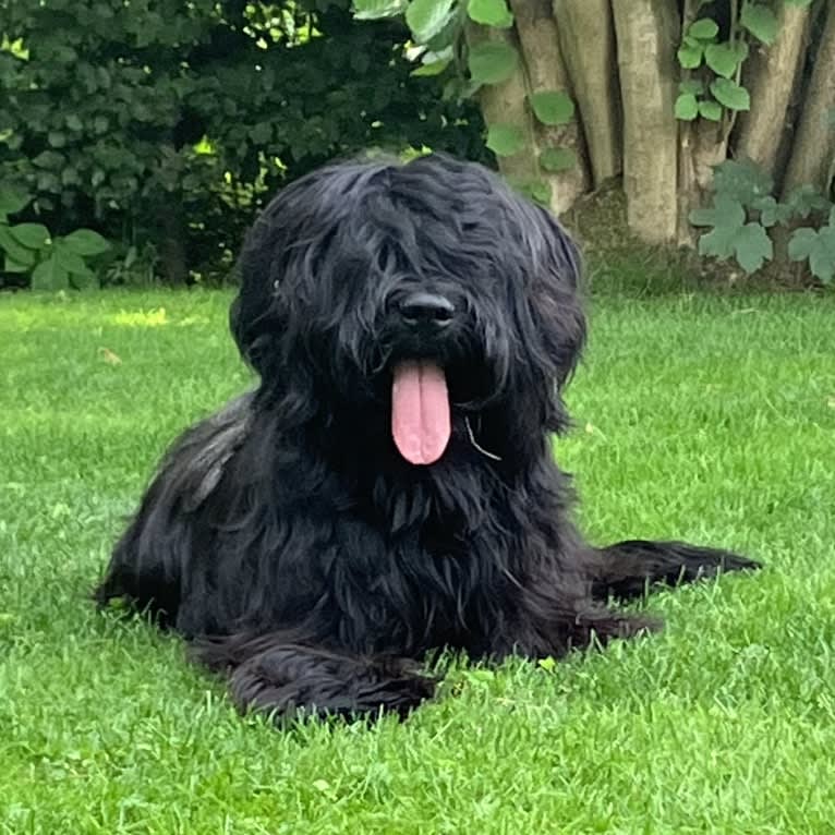 Pink, a Briard tested with EmbarkVet.com