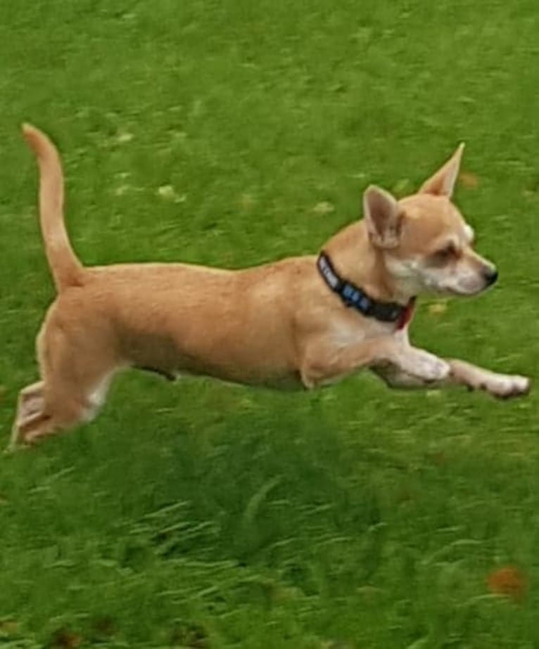 JOE, a Chihuahua and Yorkshire Terrier mix tested with EmbarkVet.com