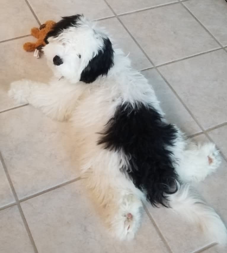 Bear, a Bernedoodle tested with EmbarkVet.com