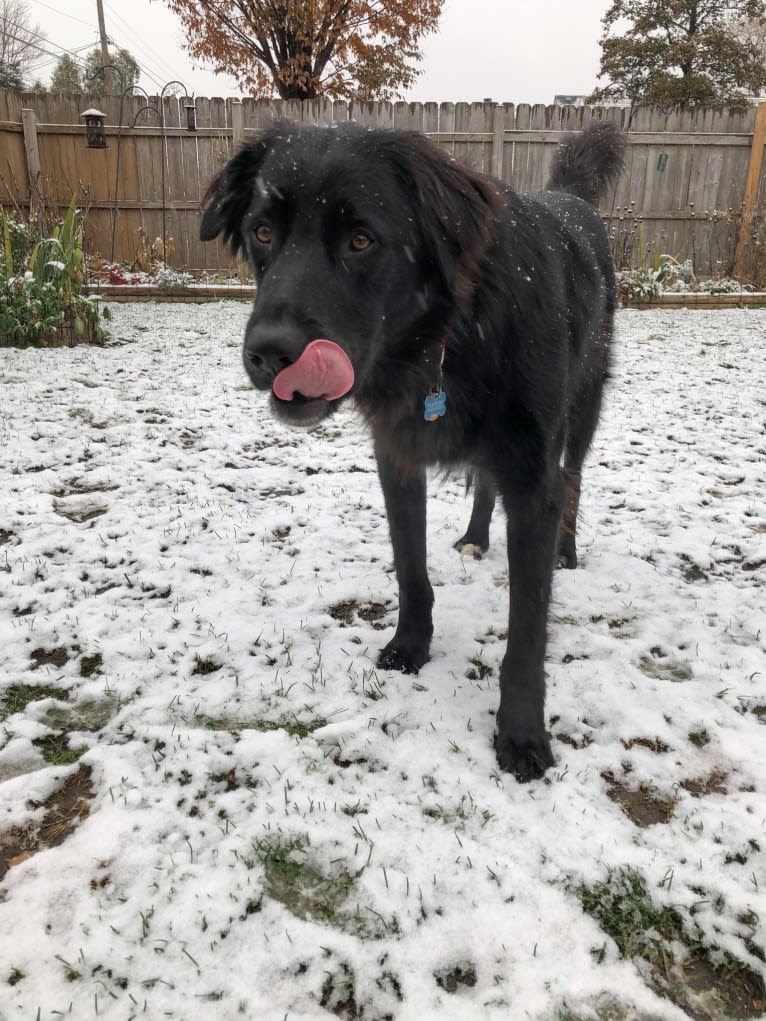 Tucker, a German Shepherd Dog and English Springer Spaniel mix tested with EmbarkVet.com