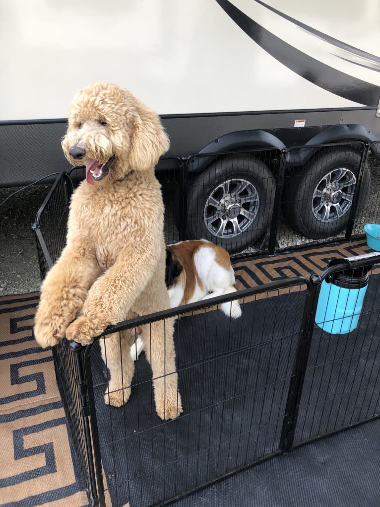 Copper, a Poodle (Standard) tested with EmbarkVet.com