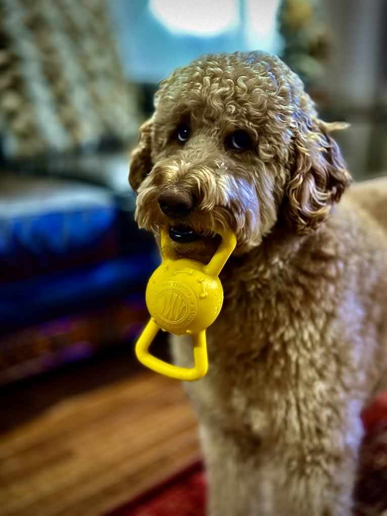 Pharaoh, a Goldendoodle tested with EmbarkVet.com