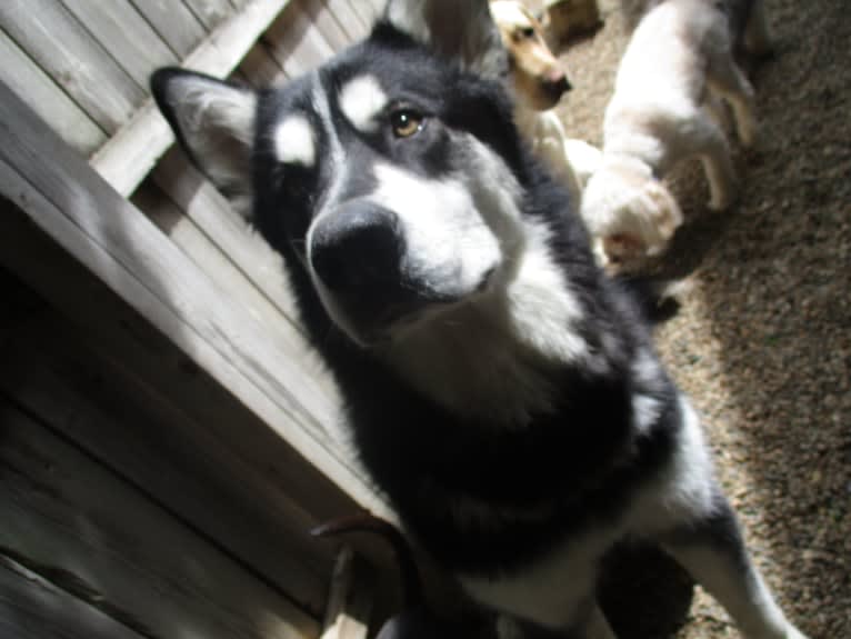 Artemis, an Alaskan Malamute tested with EmbarkVet.com