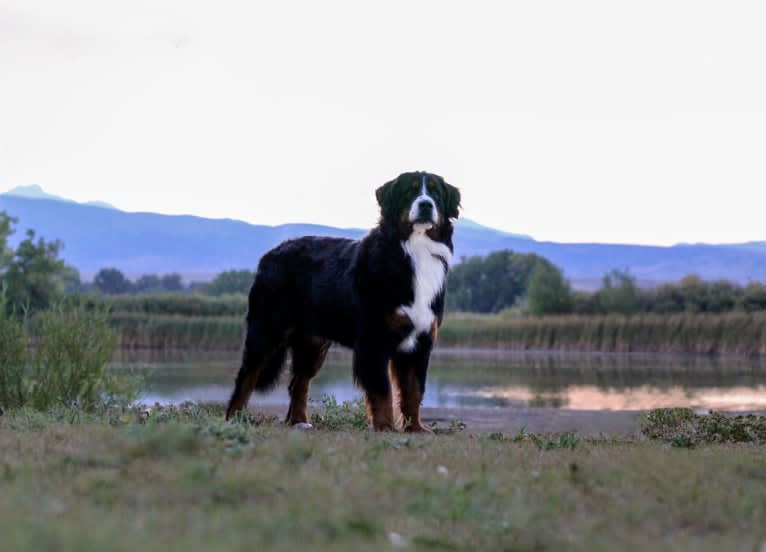 Baily, a Bernese Mountain Dog tested with EmbarkVet.com