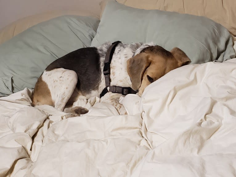 Snoopy, a Beagle and American Foxhound mix tested with EmbarkVet.com