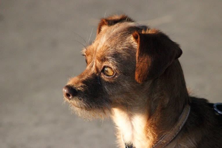 Mochi, a Miniature Pinscher and Poodle (Small) mix tested with EmbarkVet.com