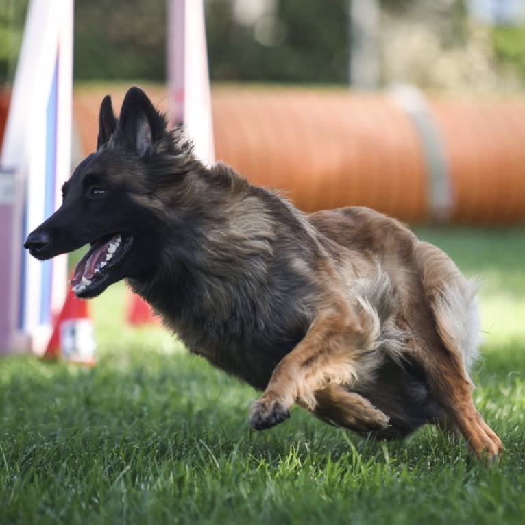 Rush, a Belgian Shepherd tested with EmbarkVet.com