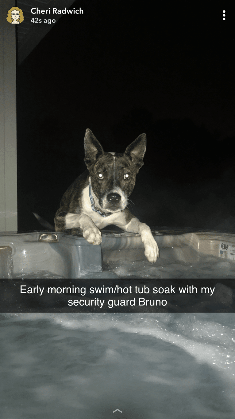 Photo of Bruno, an American Pit Bull Terrier and Siberian Husky mix in Rochester, New York, USA