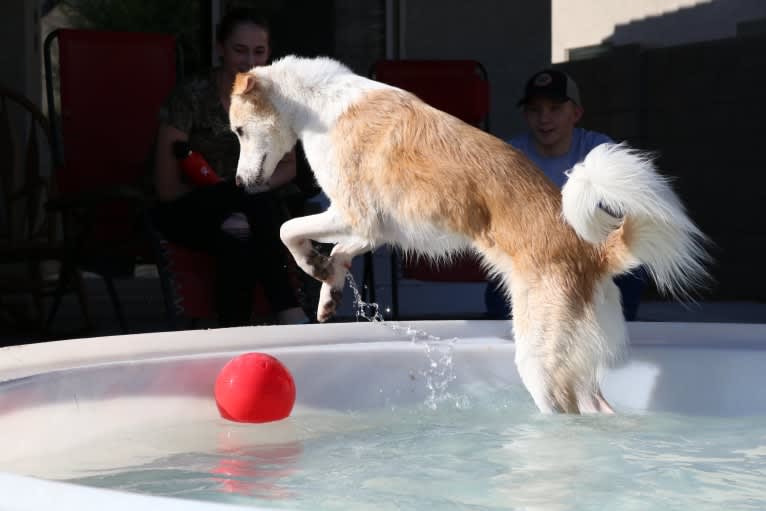 Kona, an Arabian Village Dog tested with EmbarkVet.com