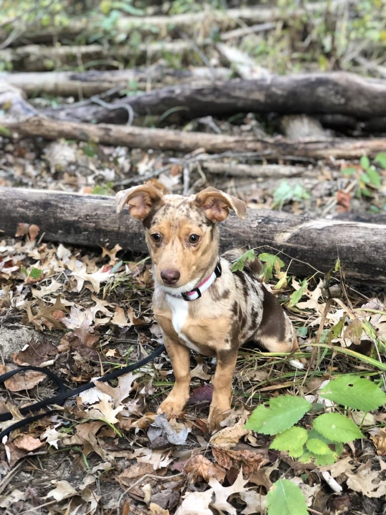 Mokie, a Dachshund and Russell-type Terrier mix tested with EmbarkVet.com