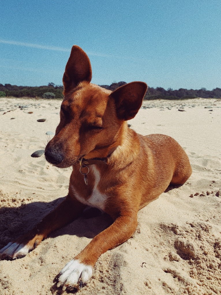 Pepper, a Russell-type Terrier and Australian Cattle Dog mix tested with EmbarkVet.com