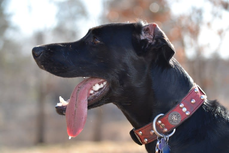 Onyx, a Labrador Retriever and Doberman Pinscher mix tested with EmbarkVet.com