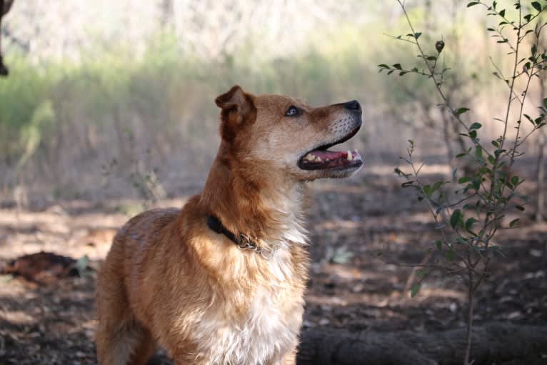 Gatsby, an Australian Shepherd and Chow Chow mix tested with EmbarkVet.com