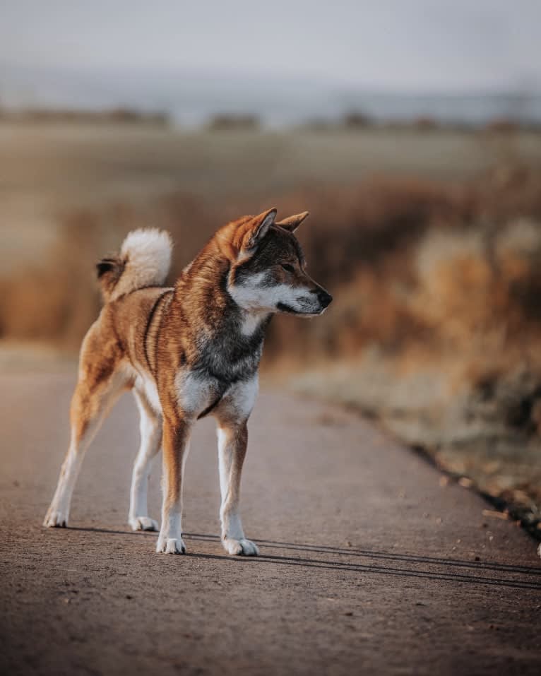 Hikiro Bijin Shinrin Yoku Sou, a Shikoku tested with EmbarkVet.com