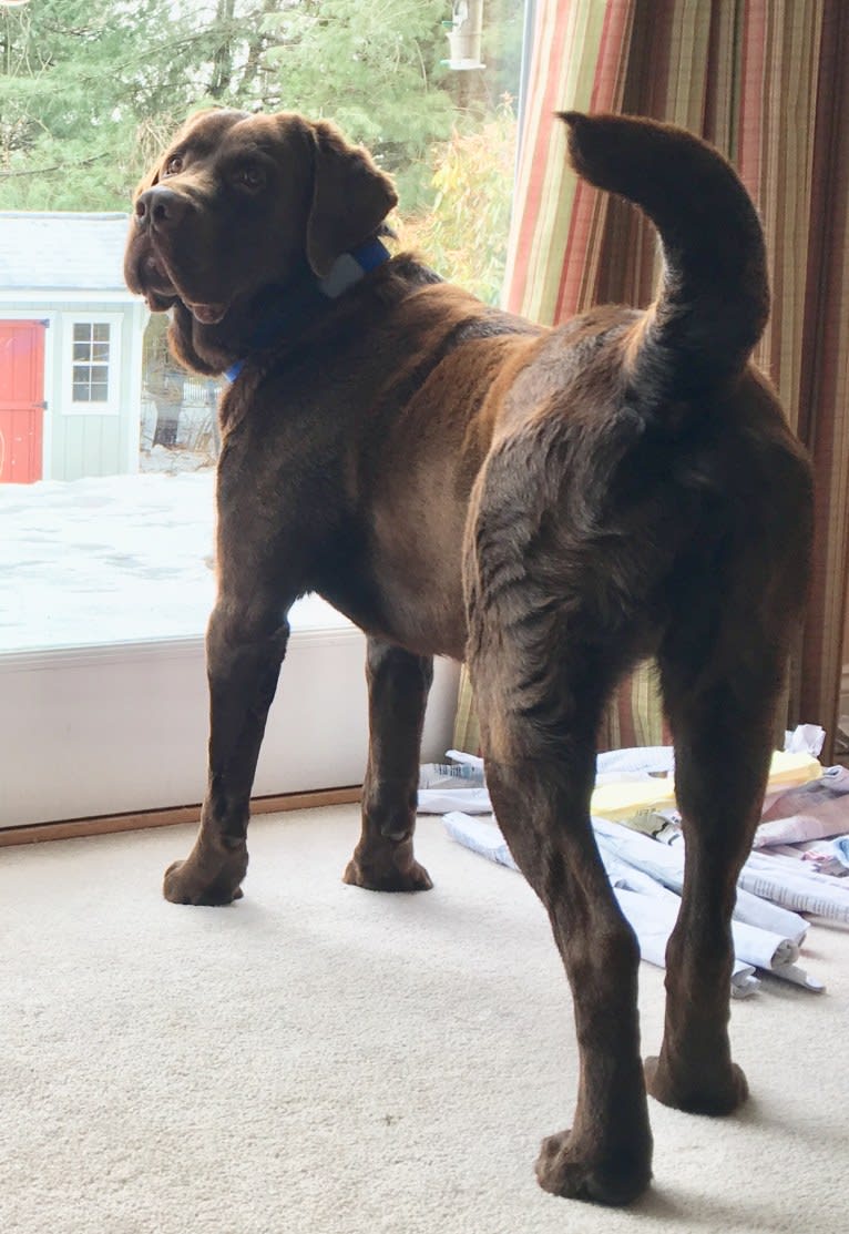 Zeke, a Labrador Retriever tested with EmbarkVet.com