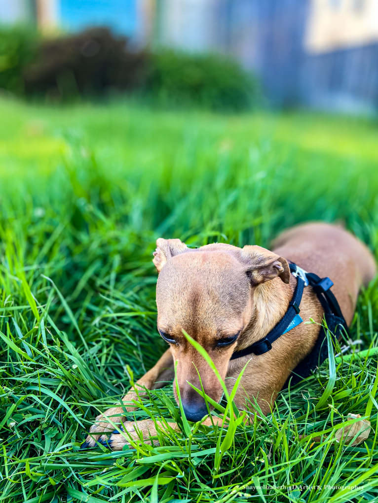 Milia, a Chihuahua and Dachshund mix tested with EmbarkVet.com