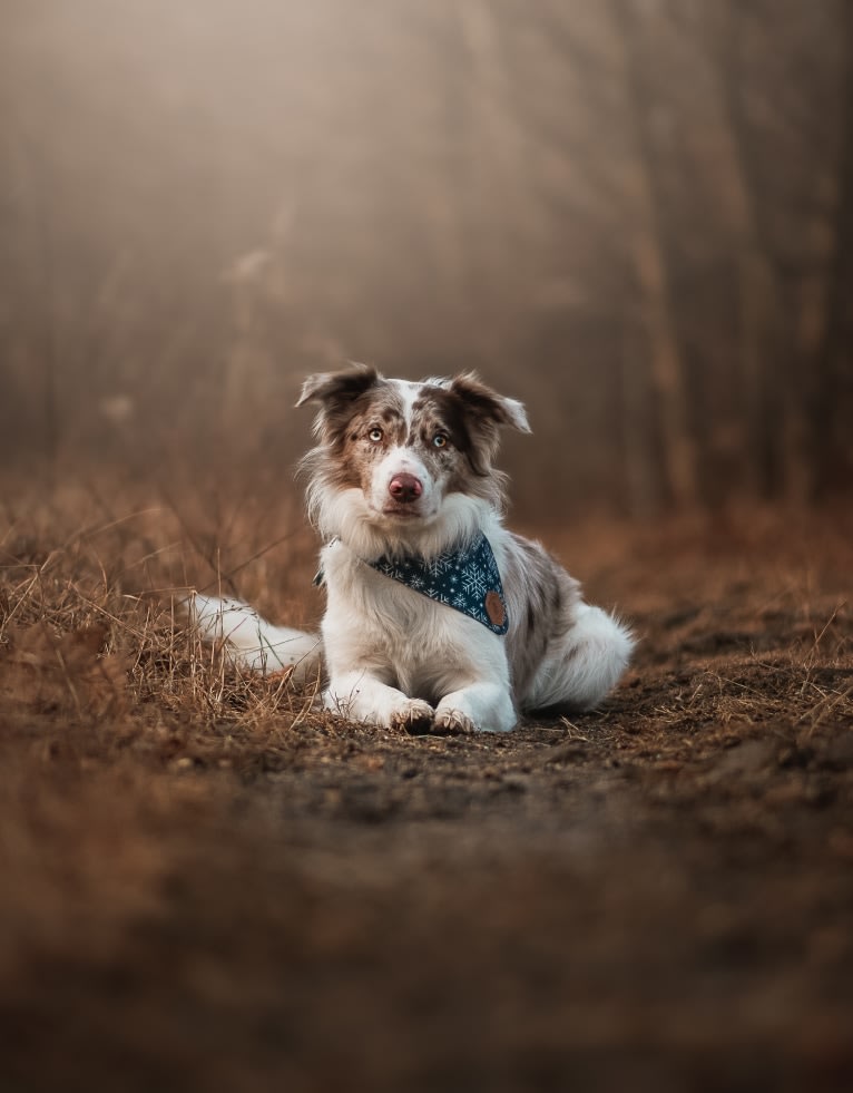 Asher, a Border Collie tested with EmbarkVet.com